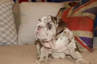 Rey, a male English Bulldog for sale in Chicago, IL – Photo 5 of 10