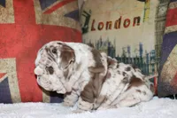 Rey, a male English Bulldog for sale in Chicago, IL – Photo 9 of 10