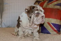 Rey, a male English Bulldog for sale in Chicago, IL – Photo 2 of 10