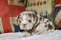 Rey, a male English Bulldog for sale in Chicago, IL – Photo 7 of 10