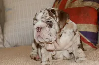 Rey, a male English Bulldog for sale in Chicago, IL – Photo 3 of 10