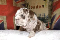 Rey, a male English Bulldog for sale in Chicago, IL – Photo 5 of 10