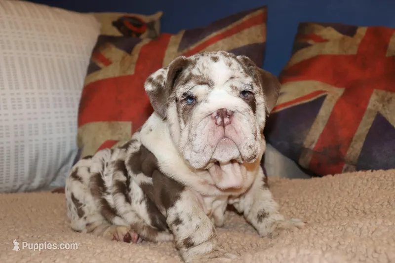 Rey – English Bulldog puppy for sale in Chicago, IL