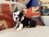 Casper, a male English Bulldog for sale in Chicago, IL – Photo 5 of 6