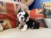 Casper, a male English Bulldog for sale in Chicago, IL – Photo 6 of 6