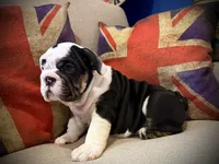 Casper, a male English Bulldog for sale in Chicago, IL – Photo 2 of 6