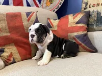 Casper, a male English Bulldog for sale in Chicago, IL – Photo 4 of 6