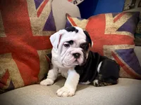 Casper, a male English Bulldog for sale in Chicago, IL – Photo 3 of 6