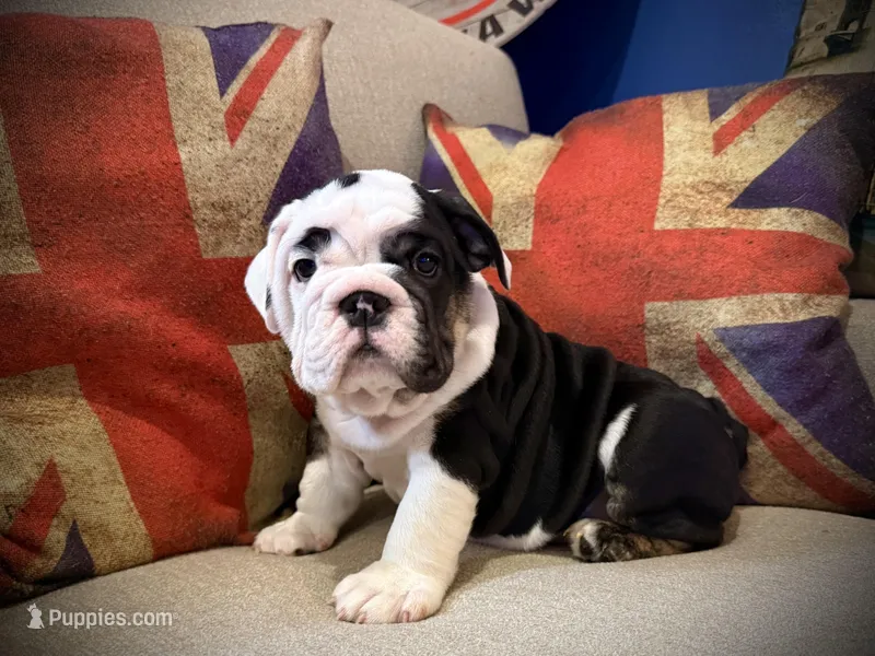 Casper – English Bulldog puppy for sale in Chicago, IL