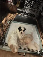 Ginny girl, a female Maltipoo for sale in Carlton, GA – 3 of 7