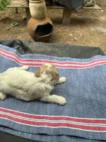 Ginny girl, a female Maltipoo for sale in Carlton, GA – 6 of 7