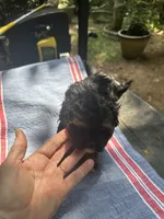 Gina’s brown/ black girl, a female Maltipoo for sale in Carlton, GA – 3 of 6