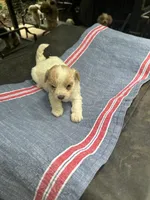 Ginny girl, a female Maltipoo for sale in Carlton, GA – 5 of 7