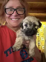 Gia’s girl Grey with black tips, a female Maltipoo for sale in Carlton, GA – 6 of 7