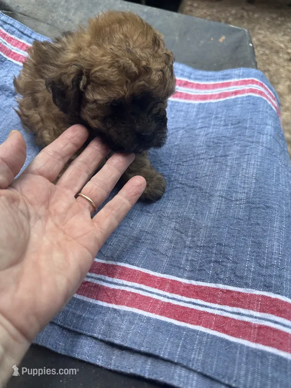 Gina’ chocolate girl – Maltipoo puppy for sale in Carlton, GA