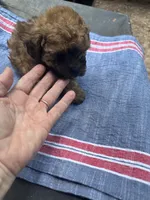 Gina’ chocolate girl, a female Maltipoo for sale in Carlton, GA – 1 of 5