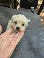 Gypsy’s white boy, a male Maltipoo for sale in Carlton, GA – 5 of 7