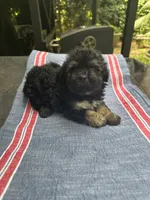 Beauty’s black boy, a male Maltipoo for sale in Carlton, GA – 2 of 6