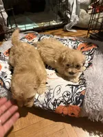 Gingers Tan Boy, a male Maltipoo for sale in Carlton, GA – 5 of 7