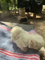 Gina’s white girl, a female Maltipoo for sale in Carlton, GA – 3 of 7