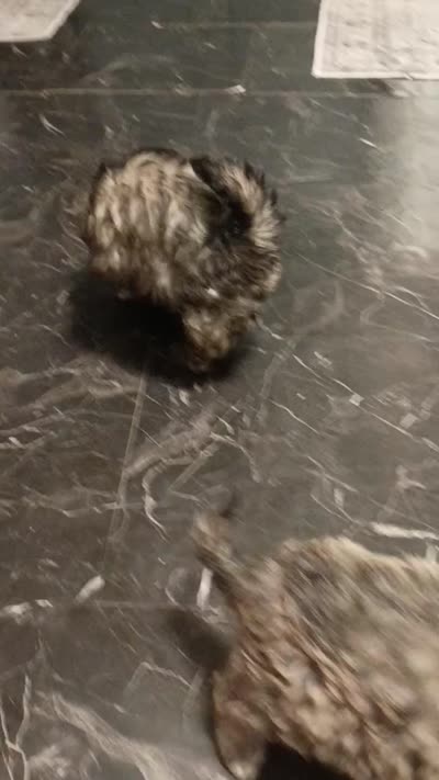 Dotties Black/ cooper girl, a female Maltipoo for sale in Carlton, GA – 5 of 6