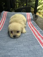 Beauty white girl, a female Maltipoo for sale in Carlton, GA – 2 of 7
