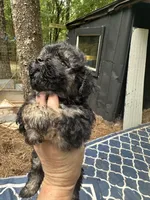Beauty’s black boy, a male Maltipoo for sale in Carlton, GA – 5 of 6