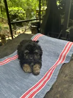 Beauty’s black boy, a male Maltipoo for sale in Carlton, GA – 4 of 6
