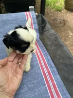 Ginny boy 2, a male Maltipoo for sale in Carlton, GA – 2 of 6