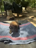 Gina’s red, a female Maltipoo for sale in Carlton, GA – 5 of 6