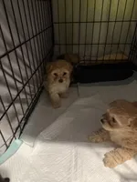 Gia’S white girl, a female Maltipoo for sale in Carlton, GA – 2 of 5