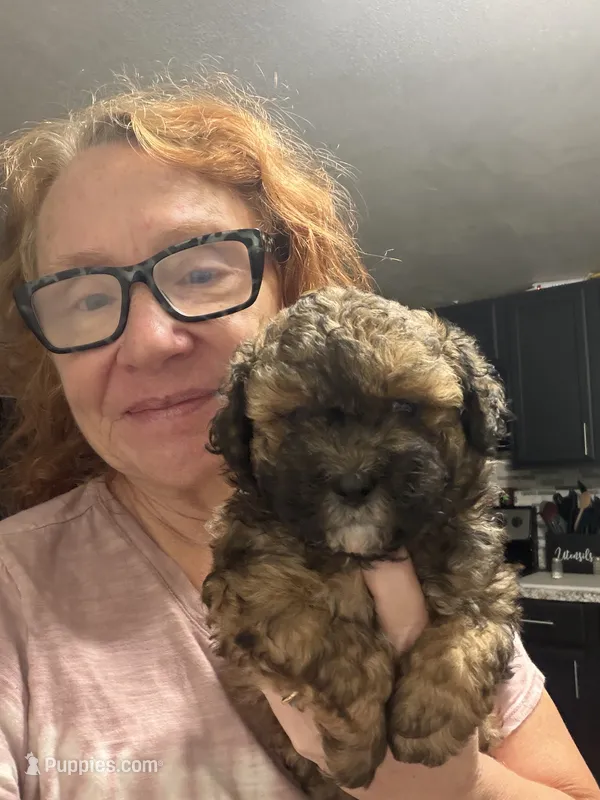 Georgia’s Boy – Maltipoo puppy for sale in Carlton, GA