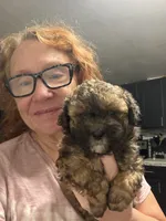 Georgia’s Boy, a male Maltipoo for sale in Carlton, GA – 1 of 6