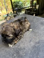 Gypsies, black and brown  boy, a male Maltipoo for sale in Carlton, GA – 5 of 8