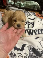 Gingers Tan Girl, a female Maltipoo for sale in Carlton, GA – 2 of 7