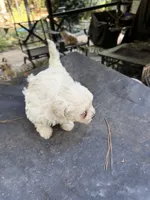 Gypsy’s white boy, a male Maltipoo for sale in Carlton, GA – 6 of 7