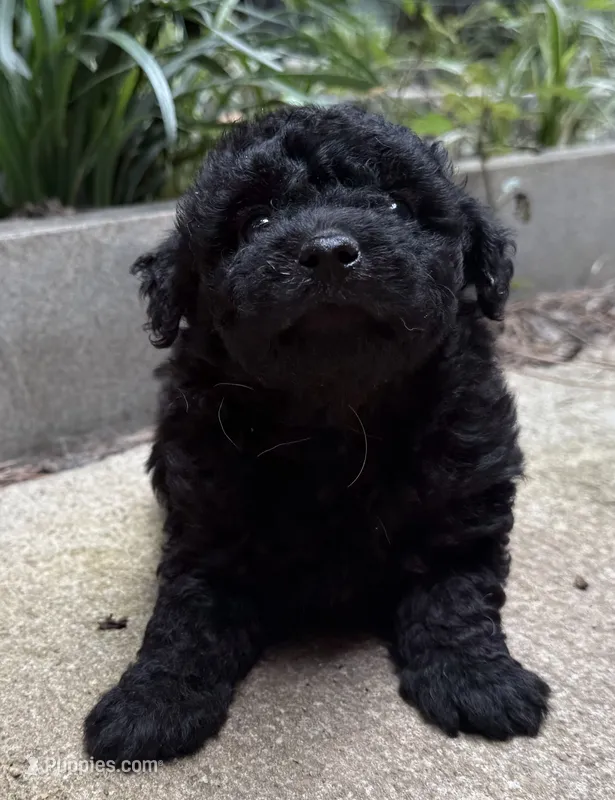 Gabbys girl 1 – Maltipoo puppy for sale in Carlton, GA