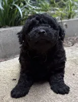 Gabbys girl 1, a female Maltipoo for sale in Carlton, GA – 1 of 6