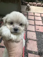 Beauty white girl, a female Maltipoo for sale in Carlton, GA – 4 of 7