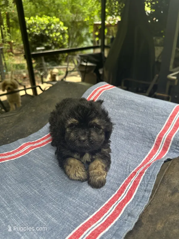 Beauty’s black boy – Maltipoo puppy for sale in Carlton, GA