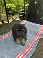 Beauty’s black boy, a male Maltipoo for sale in Carlton, GA – 1 of 6