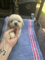 Beauty’s white boy, a male Maltipoo for sale in Carlton, GA – 4 of 6