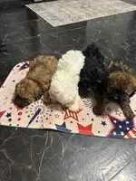 Gina’s red, a female Maltipoo for sale in Carlton, GA – 4 of 6