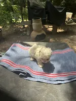 Gina’s white girl, a female Maltipoo for sale in Carlton, GA – 2 of 7
