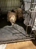 Gingers Tan Girl, a female Maltipoo for sale in Carlton, GA – 5 of 7