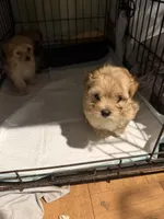 Gingers Tan Boy, a male Maltipoo for sale in Carlton, GA – 7 of 7