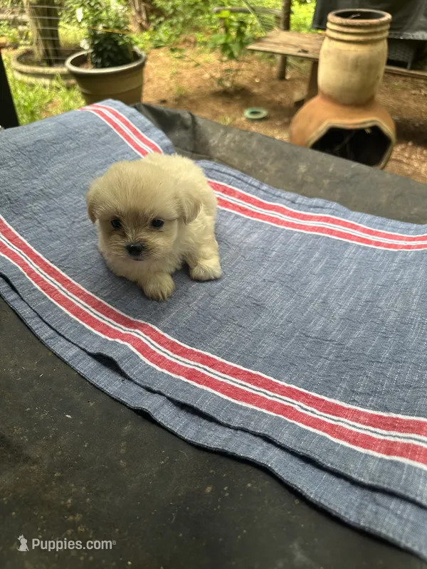 Beauty white girl – Maltipoo puppy for sale in Carlton, GA