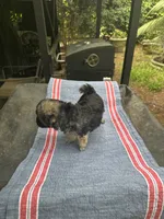 Beauty black/brown girl, a female Maltipoo for sale in Carlton, GA – 3 of 5