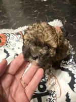 Georgia’s Boy, a male Maltipoo for sale in Carlton, GA – 3 of 6