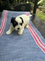 Ginny boy 2, a male Maltipoo for sale in Carlton, GA – 6 of 6